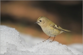 <p>KRÁLÍČEK OBECNÝ (Regulus regulus) /Goldcrest - Wintergoldhähnchen/</p>